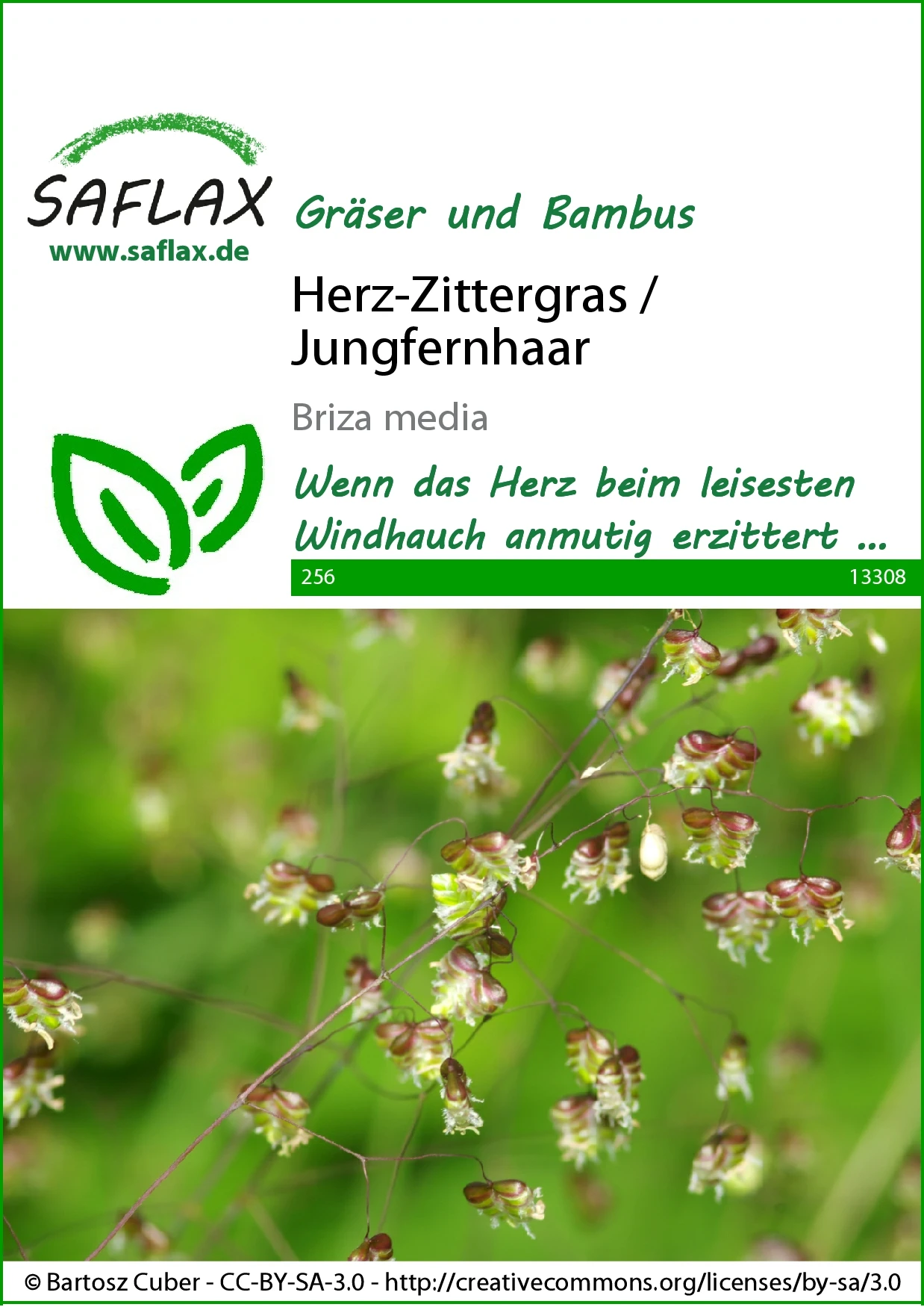 Herz-Zittergras / Jungfernhaar | Gräsersamen Von Saflax 2 Herz-Zittergras / Jungfernhaar | Gräsersamen Von Saflax – Bild 2