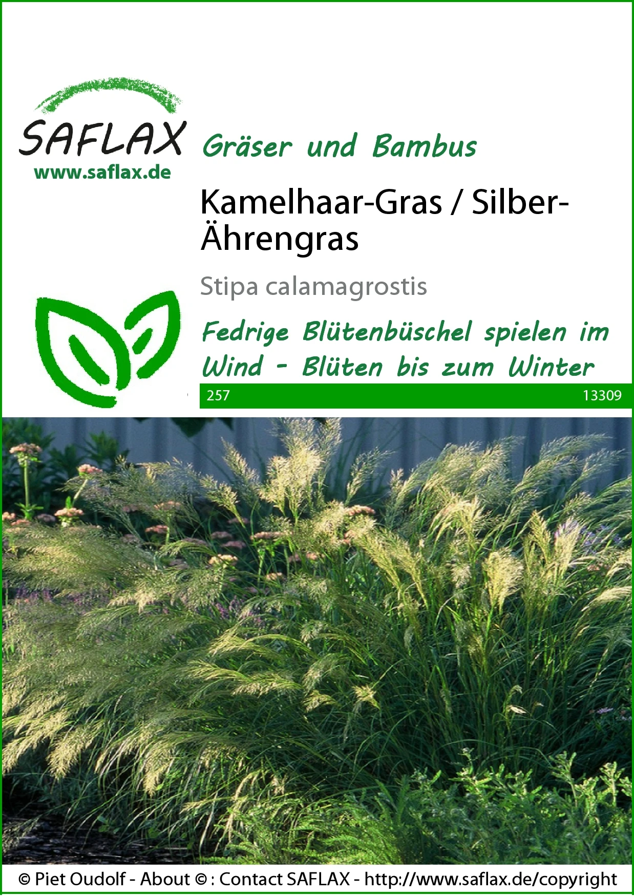 Kamelhaar-Gras / Silber-Ährengras | Gräsersamen Von Saflax 1 Kamelhaar-Gras / Silber-Ährengras | Gräsersamen Von Saflax