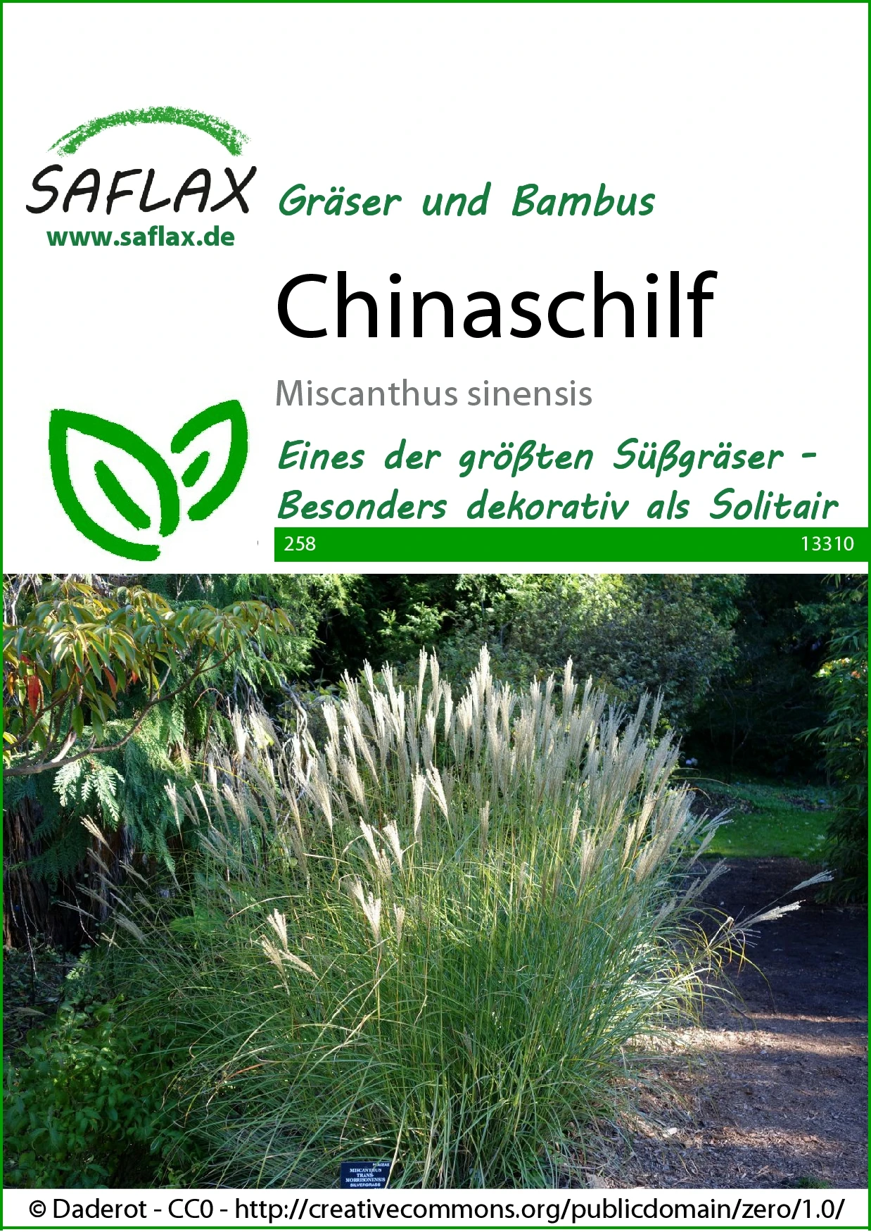 Chinaschilf | Gräsersamen Von Saflax 2 Chinaschilf | Gräsersamen Von Saflax – Bild 2