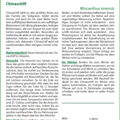 Chinaschilf | Gräsersamen Von Saflax