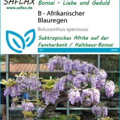 Afrikanischer Blauregen (Bonsai) | Bonsaissamen Von Saflax -Blumen Raum Verkaufsgeschäft 535620 Afrikanischer Blauregen 14000 sa 0