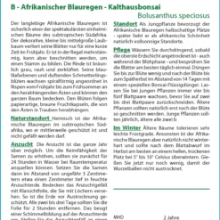 Afrikanischer Blauregen (Bonsai) | Bonsaissamen Von Saflax