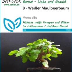 Weißer Maulbeerbaum | Bonsaisamen Von Saflax