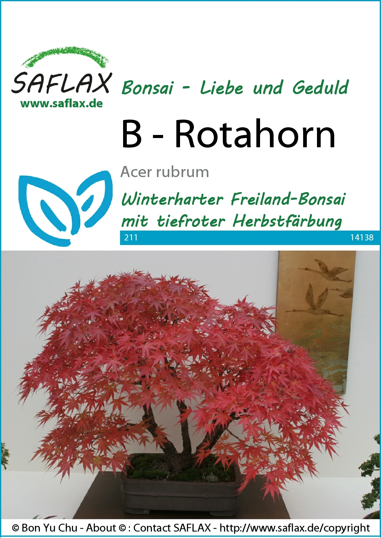 Rotahorn | Bonsaisamen Von Saflax 2 Rotahorn | Bonsaisamen Von Saflax – Bild 2