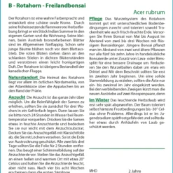 Rotahorn | Bonsaisamen Von Saflax