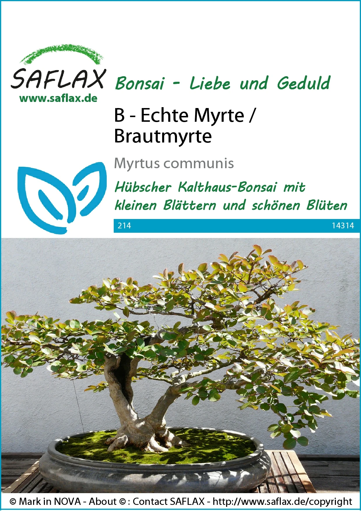 Echte Myrte | Bonsaisamen Von Saflax 2 Echte Myrte | Bonsaisamen Von Saflax – Bild 2