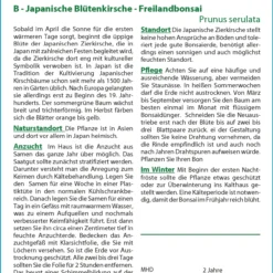 Japanische Blütenkirsche | Bonsaisamen Von Saflax