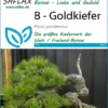 Goldkiefer | Bonsaisamen Von Saflax