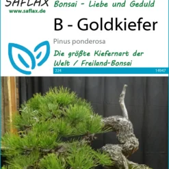 Goldkiefer | Bonsaisamen Von Saflax