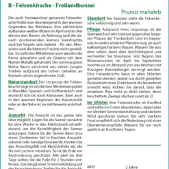 Felsenkirsche | Bonsaisamen Von Saflax