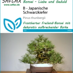 Japanische Schwarzkiefer | Bonsaisamen Von Saflax