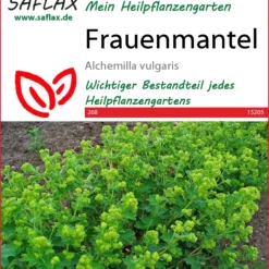 Frauenmantel | Heilpflanzensamen Von Saflax