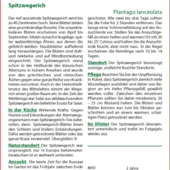 Spitzwegerich | Heilpflanzensamen Von Saflax