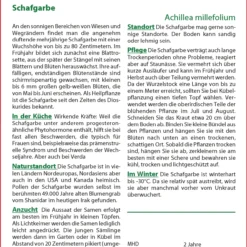 Schafgarbe | Blumensamen Von Saflax