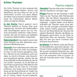 Echter Thymian | Thymiansamen Von Saflax