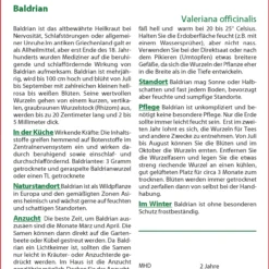 Baldrian | Heilpflanzensamen Von Saflax