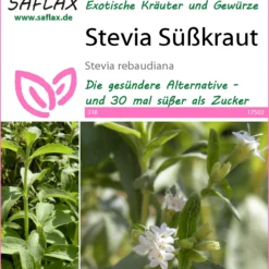 Süßkraut Stevia | Steviasamen Von Saflax 3 Süßkraut Stevia | Steviasamen Von Saflax -Blumen Raum Verkaufsgeschäft 535676 Suesskraut Stevia 17502 sa 0