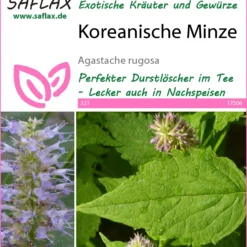 Koreanische Minze | Minzesamen Von Saflax