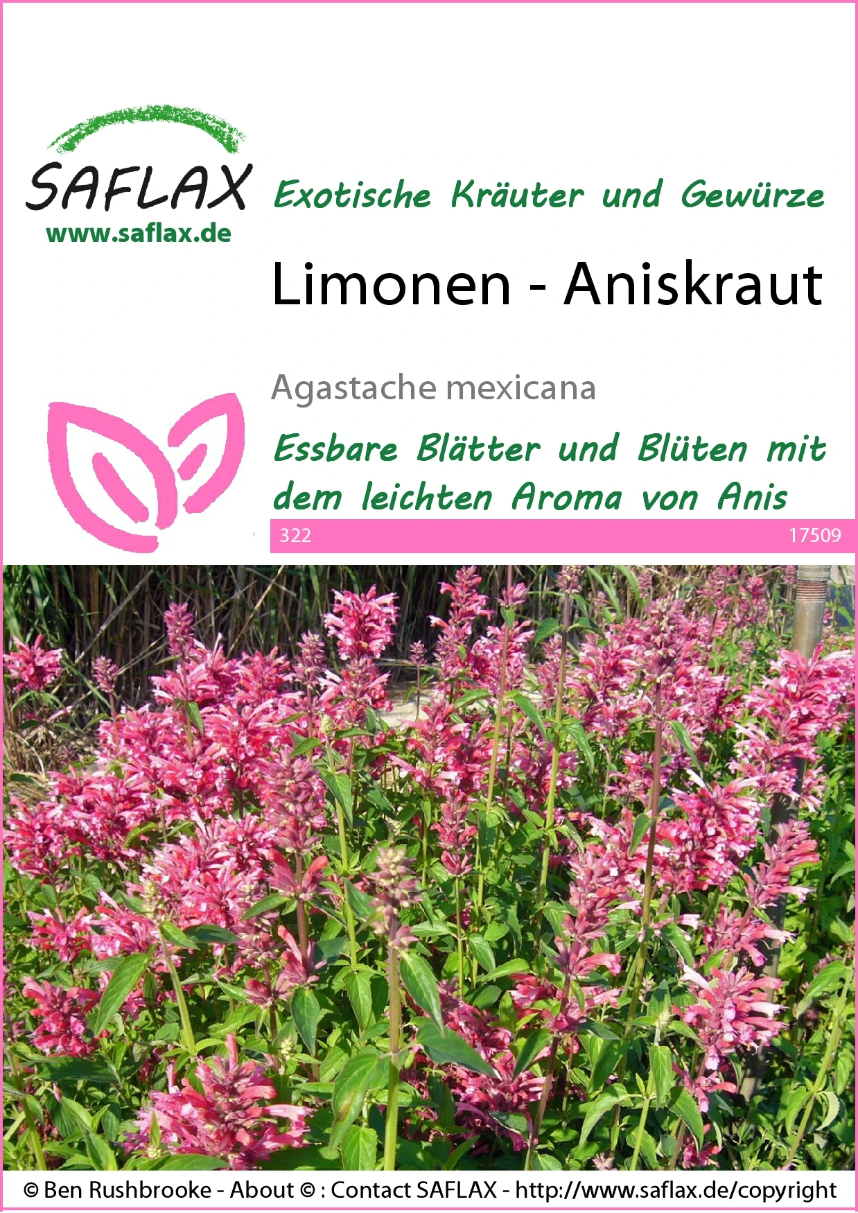 Limonen-Aniskraut | Anissamen Von Saflax 1 Limonen-Aniskraut | Anissamen Von Saflax