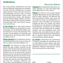 Goldmelisse | Melissensamen Von Saflax -Blumen Raum Verkaufsgeschäft 535685 Goldmelisse 17516 sa 1