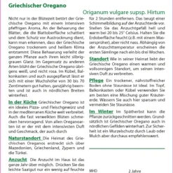 Griechischer Oregano | Oreganosamen Von Saflax