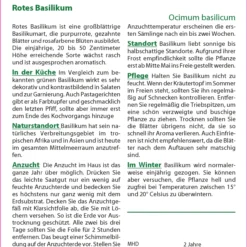 Rotes Basilikum | Basilikumsamen Von Saflax