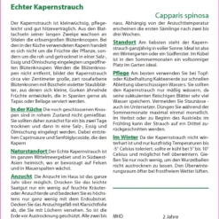 Echter Kapernstrauch | Kapernsamen Von Saflax