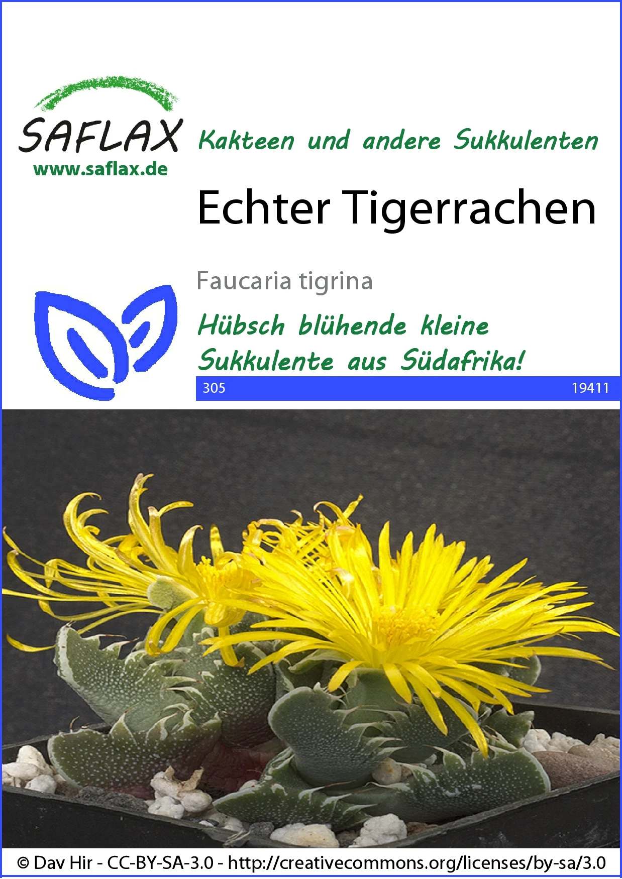 Kaktus Echter Tigerrachen | Kaktussamen Von Saflax 1 Kaktus Echter Tigerrachen | Kaktussamen Von Saflax