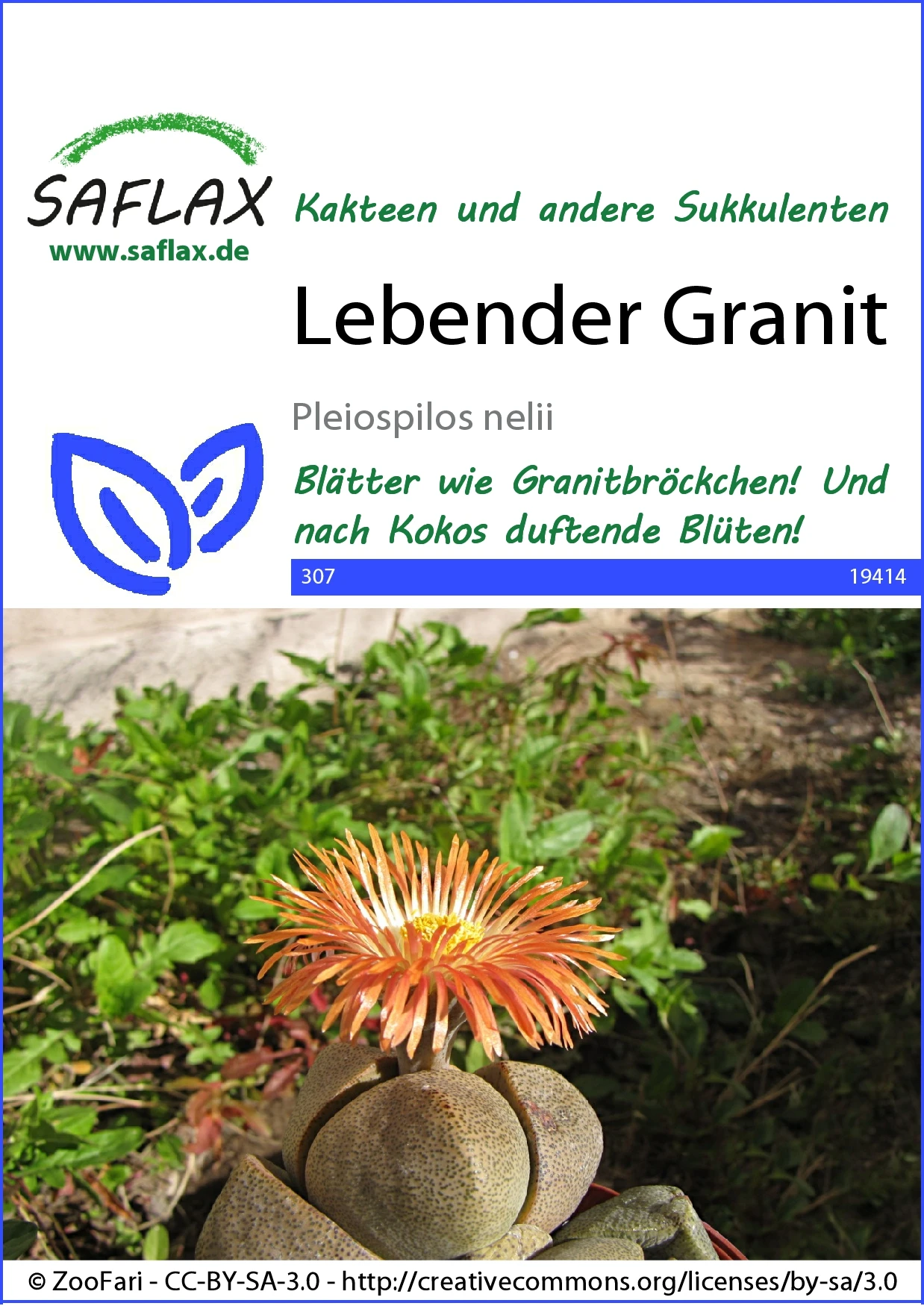 Lebender Granit | Kaktussamen Von Saflax 2 Lebender Granit | Kaktussamen Von Saflax – Bild 2