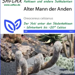 Säulenkaktus Alter Mann Der Anden | Kaktussamen Von Saflax -Blumen Raum Verkaufsgeschäft 535710 Saeulenkaktus Alter Mann der Anden 19417 sa 0