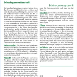 Kaktus Schwiegermutterstuhl | Kaktussamen Von Saflax