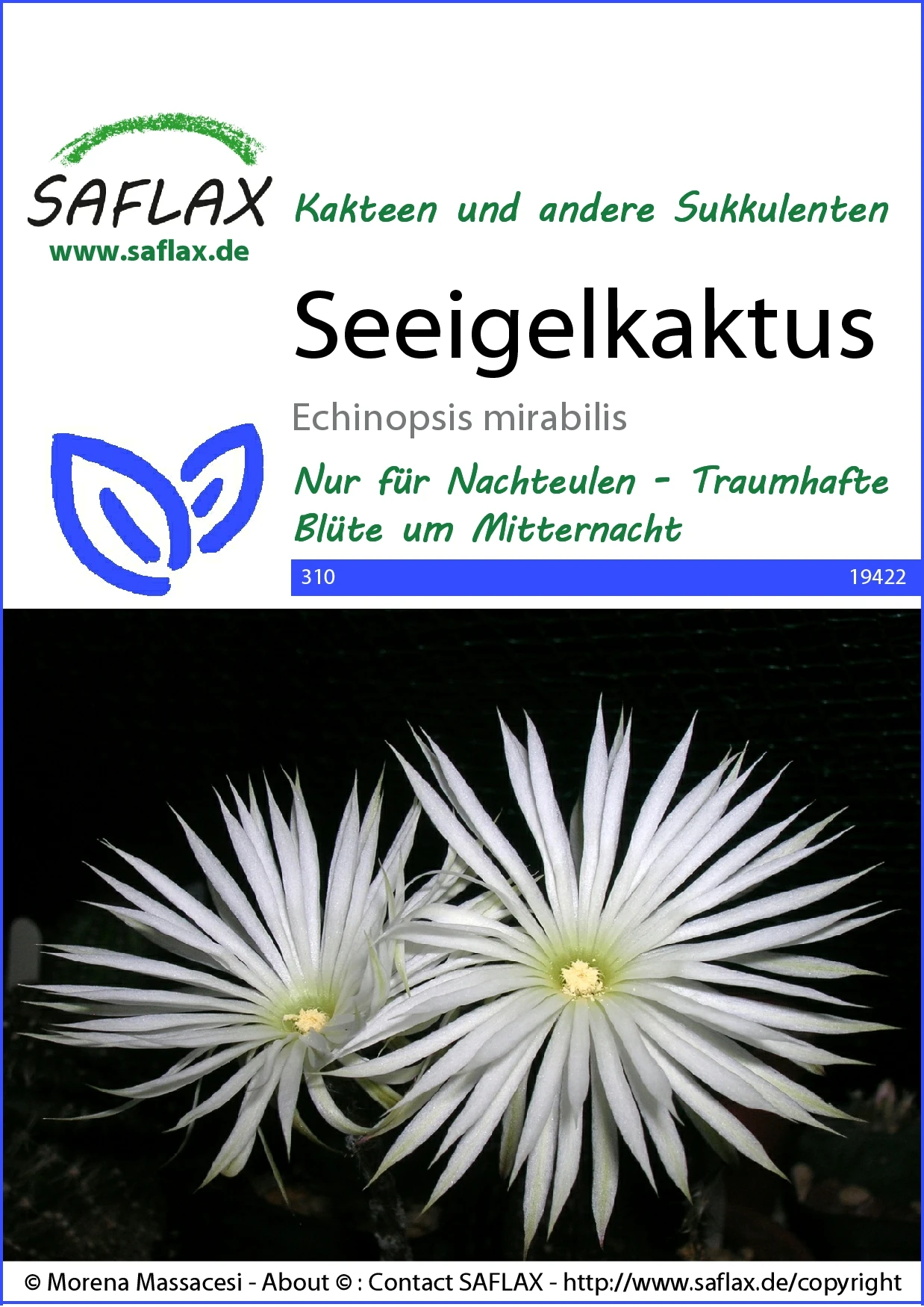 Seeigelkaktus | Kaktussamen Von Saflax 1 Seeigelkaktus | Kaktussamen Von Saflax