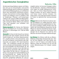 Argentinischer Zwergkaktus | Kaktussamen Von Saflax