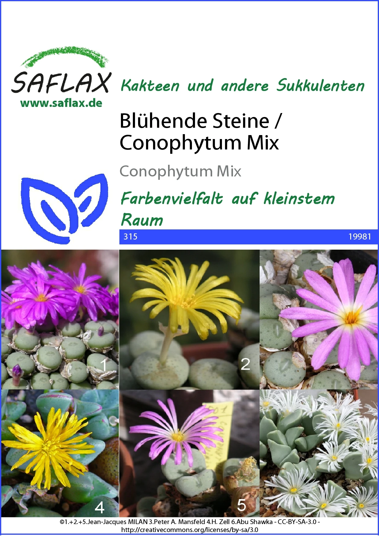 Blühende Steine Conophytum Mix | Kaktussamen Von Saflax 1 Blühende Steine Conophytum Mix | Kaktussamen Von Saflax