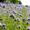 Phacelia | BIO Phaceliasamen Von Reinsaat