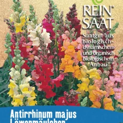 Löwenmäulchen Niedrig | BIO Löwenmaulsamen Von Reinsaat