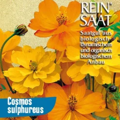 Cosmea Orange | BIO Cosmeasamen Von Reinsaat