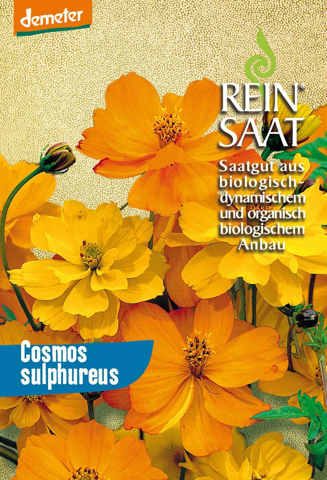 Cosmea Orange | BIO Cosmeasamen Von Reinsaat 1 Cosmea Orange | BIO Cosmeasamen Von Reinsaat