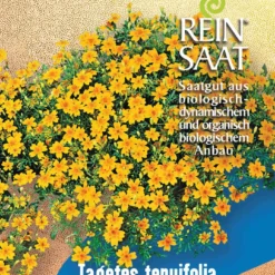 Zwergstudentenblume | BIO Studentenblumensamen Von Reinsaat