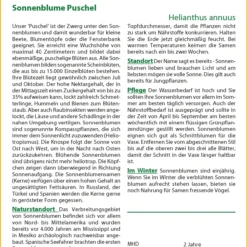 Sonnenblume Puschel | Sonnenblumensamen Von Saflax