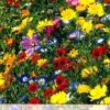 Blumenwiese Werratal (1 Kg) | Insektenwiese Von Küpper