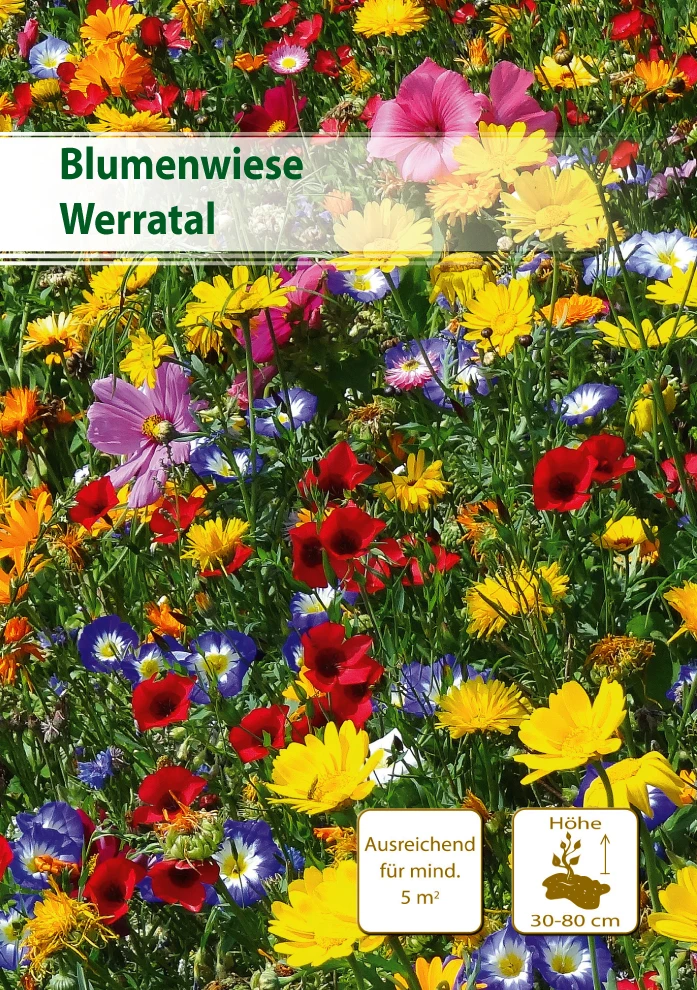 Blumenwiese Werratal 5 M² | Blumenmischung Von Küpper 1 Blumenwiese Werratal 5 M² | Blumenmischung Von Küpper