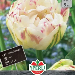 Tulpe Danceline (5 Stück) | Tulpenzwiebeln Von Sperli
