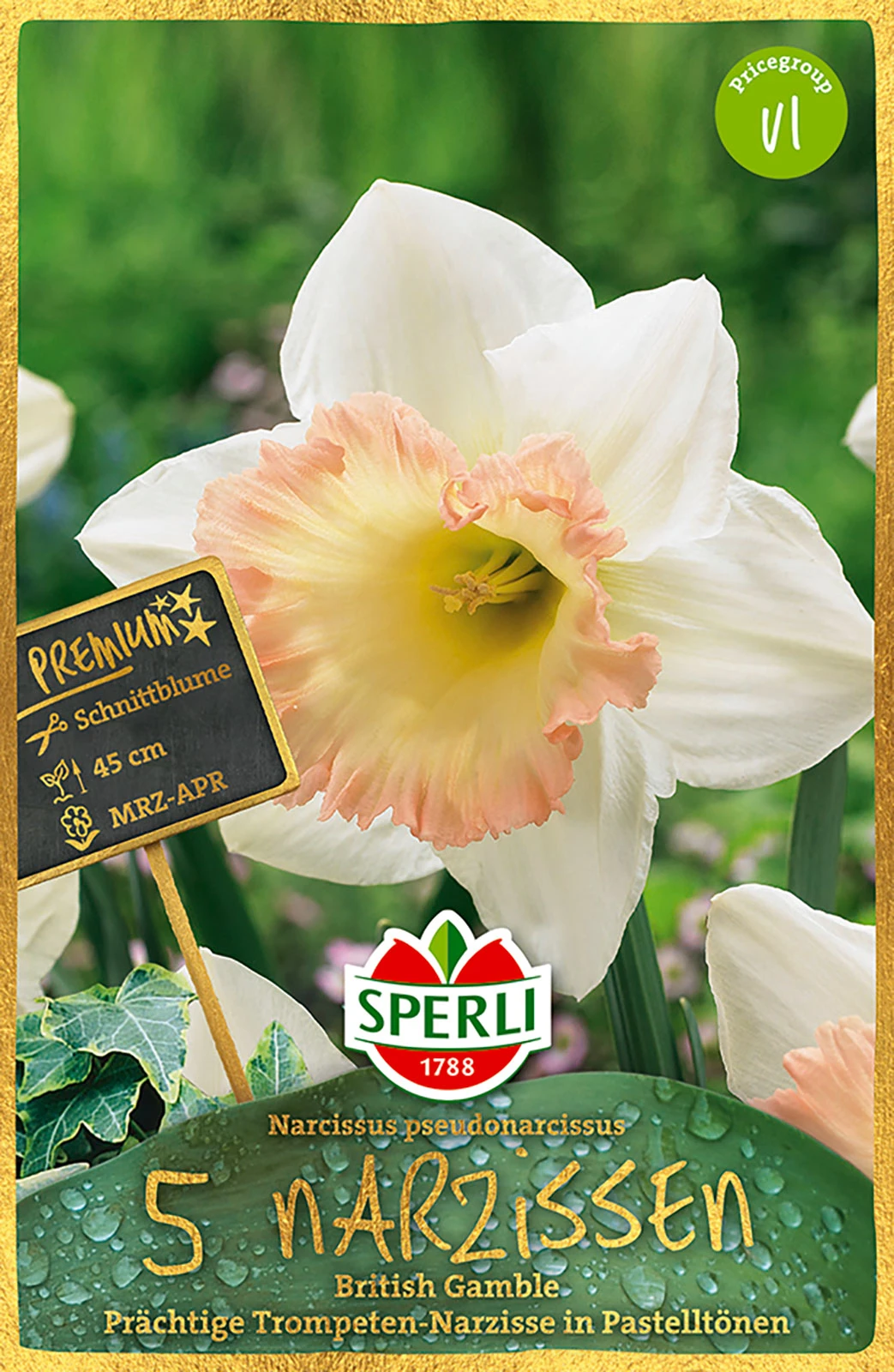 Narzisse British Gamble (5 Stück) | Narzissenzwiebeln Von Sperli 2 Narzisse British Gamble (5 Stück) | Narzissenzwiebeln Von Sperli – Bild 2