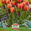 Tulpe Halloween (14 Stück) | Triumph-Tulpen Von Sperli