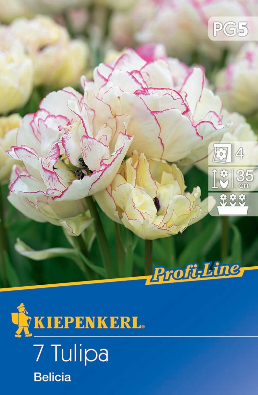 Mehrblütige Tulpe Belicia (7 Stück) | Tulpenzwiebeln Von Kiepenkerl 2 Mehrblütige Tulpe Belicia (7 Stück) | Tulpenzwiebeln Von Kiepenkerl – Bild 2