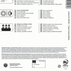 Mehrblütige Tulpe Belicia (7 Stück) | Tulpenzwiebeln Von Kiepenkerl