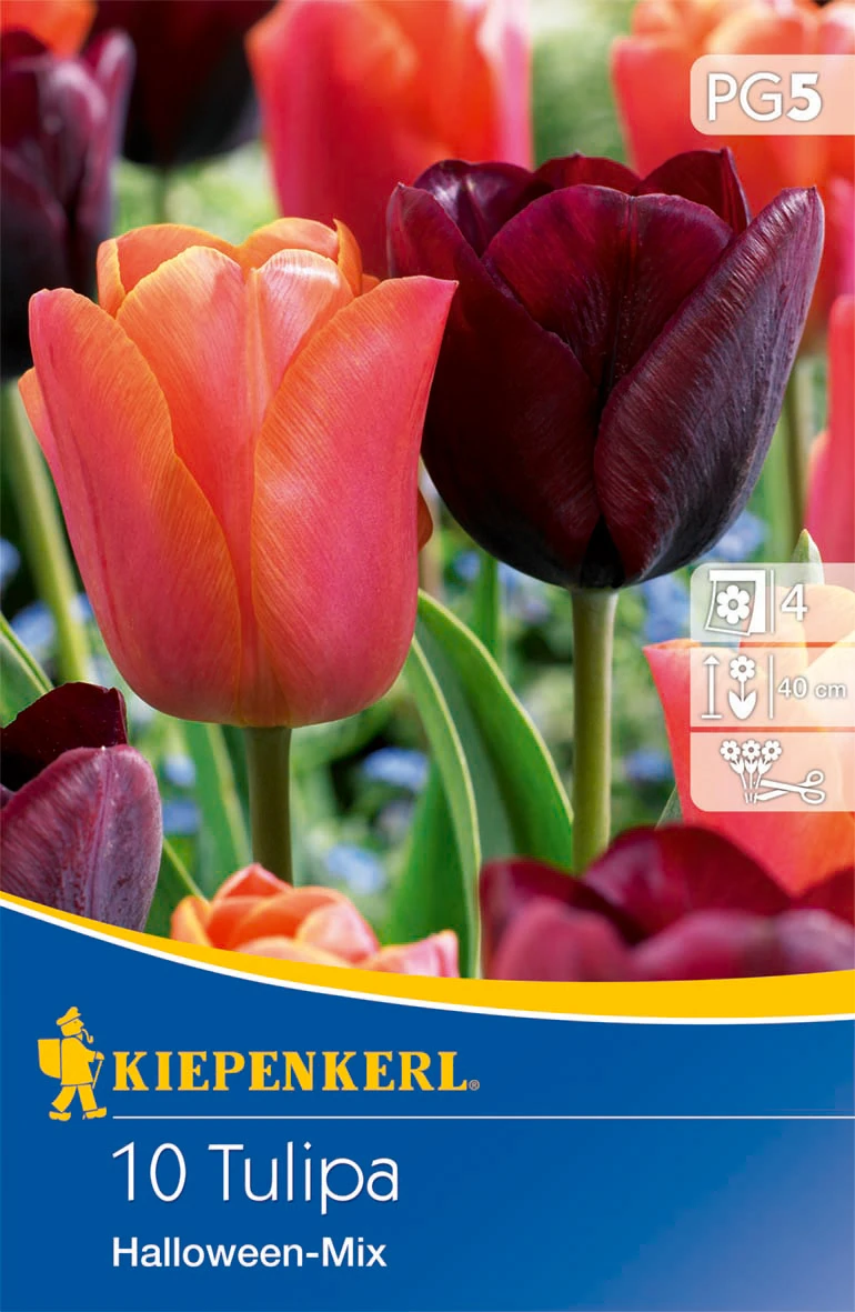 Triumph-Tulpe Halloween Mischung (10 Stück) | Tulpenzwiebeln Von Kiepenkerl 2 Triumph-Tulpe Halloween Mischung (10 Stück) | Tulpenzwiebeln Von Kiepenkerl – Bild 2