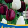 Einfache Späte Tulpe Night And Day (10 Stück) | Tulpenzwiebeln Von Kiepenkerl