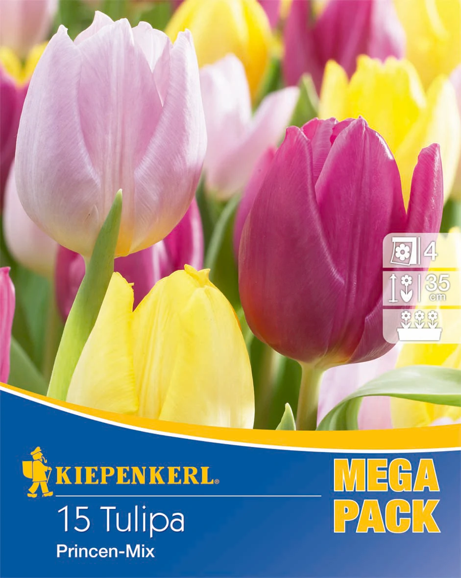 Mega-Pack Einfache Frühe Tulpe Princen Mischung (15 Stück) | Tulpenzwiebeln Von Kiepenkerl 1 Mega-Pack Einfache Frühe Tulpe Princen Mischung (15 Stück) | Tulpenzwiebeln Von Kiepenkerl